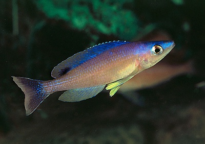 Cyprichromis leptosoma 'Karilani Island'